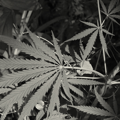 Cannabis, Cannabis Everywhere