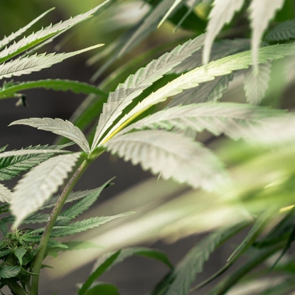 The Canadian Drug Policy Coalition on Cannabis Regulation